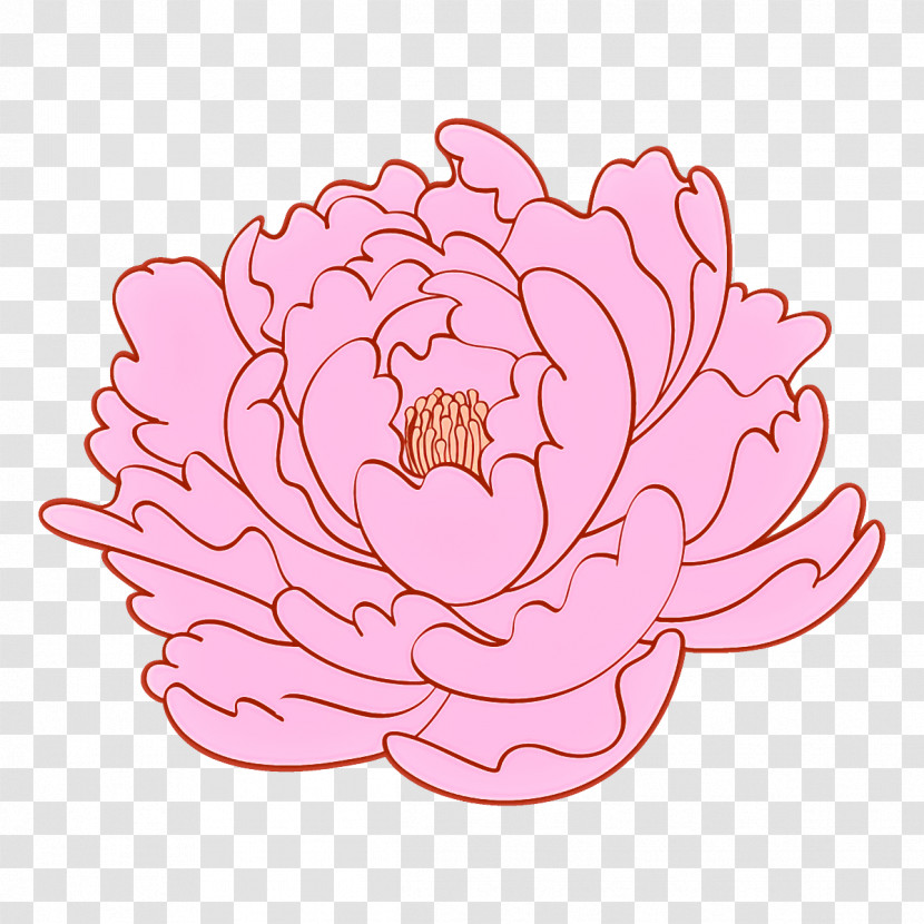 Pink Petal Flower Plant Lotus Family Transparent PNG