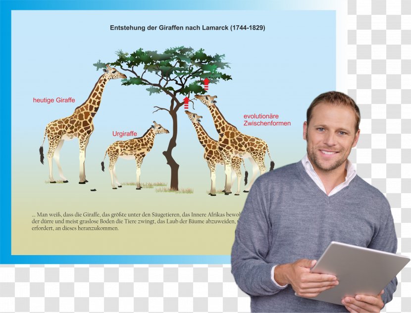 Giraffe Unterrichtssoftware Biology Text Fauna Transparent PNG