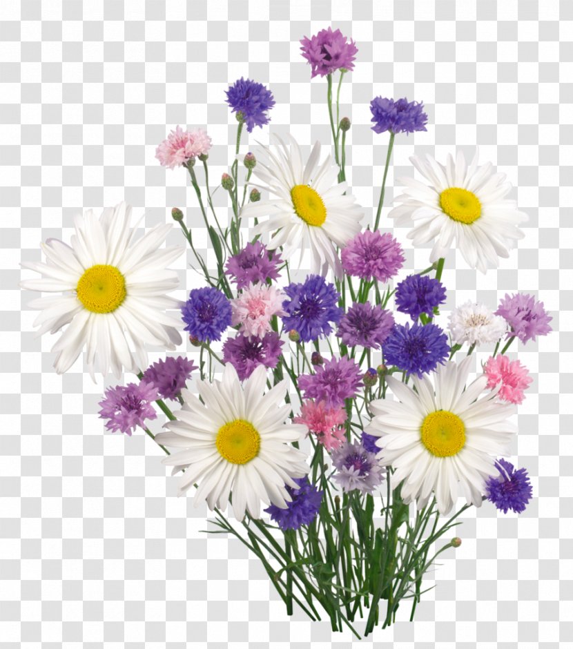 Butterfly - Herbaceous Plant - Chamomile Transparent PNG