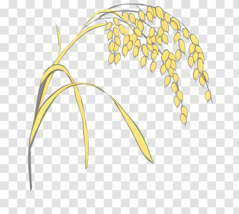 Grasses Rice - Flowering Plant - Vector Yellow Wheat Transparent PNG