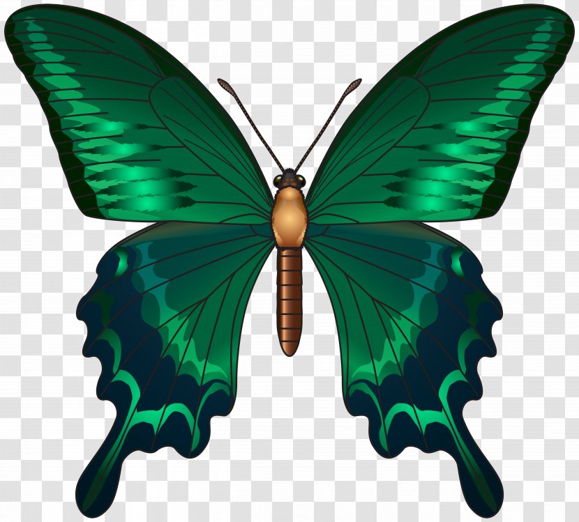 Butterfly Green Queen Alexandra's Birdwing Clip Art - Pollinator - PNG Image Transparent PNG