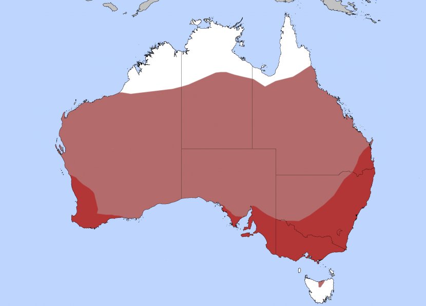 Fauna Of Australia Bird Stubble Quail Transparent PNG