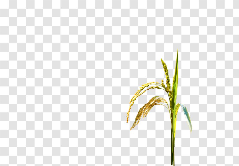 Oryza Sativa Rice Paddy Field Crop Transparent PNG