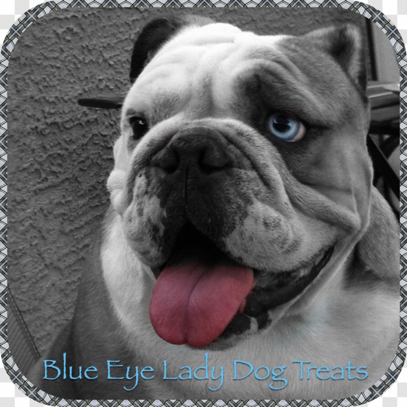 Old English Bulldog Olde Bulldogge Toy Valley - Dog Breed Group Transparent PNG
