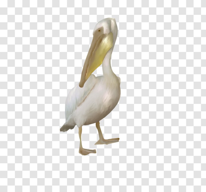 Pelican Goose Cygnini Duck Bird - Beak Transparent PNG