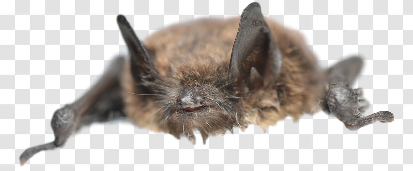 Washington Michigan Bat Wildlife White-nose Syndrome - Whitenose - Flying Squirrel Traps Transparent PNG