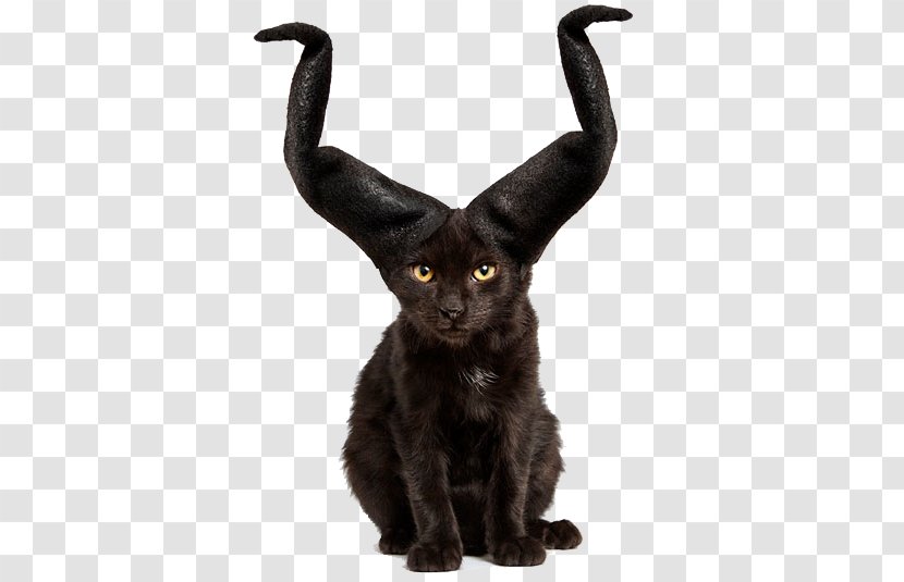 Cat Kitten Hat Animal Shelter Rescue Group - Costume - With Horns Transparent PNG