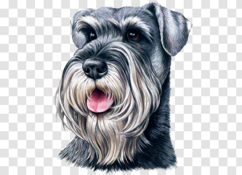 Miniature Schnauzer Standard Giant Pug - Dachshund - Puppy Transparent PNG