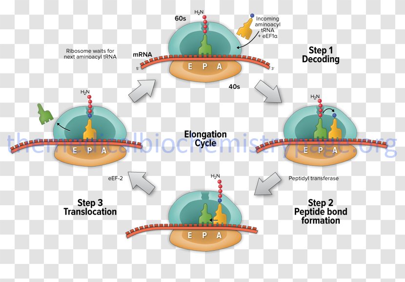 Translation Elongation Protein Biosynthesis Transcription RNA - Organism - Gene Transparent PNG