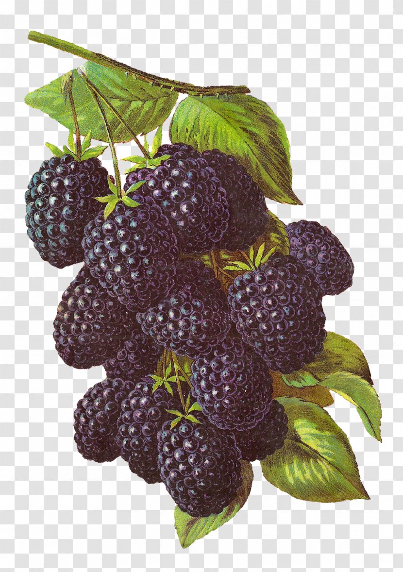 BlackBerry Fruit Clip Art - Raspberry - Blackberry Transparent PNG