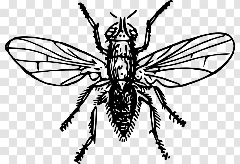 Insect Pest Clip Art - Mythical Creature - Flies Transparent PNG