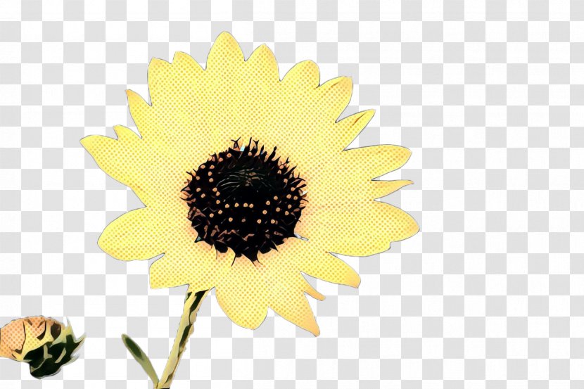 Sunflower - Flower - Petal Seed Transparent PNG