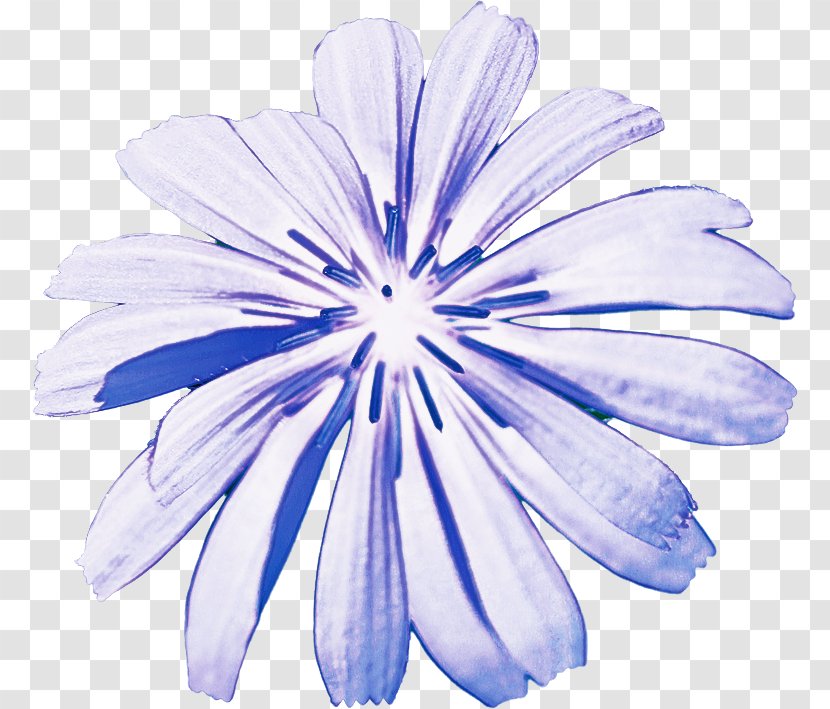 Petal Blue Flower Chicory Plant - Wildflower - Herbaceous Transparent PNG