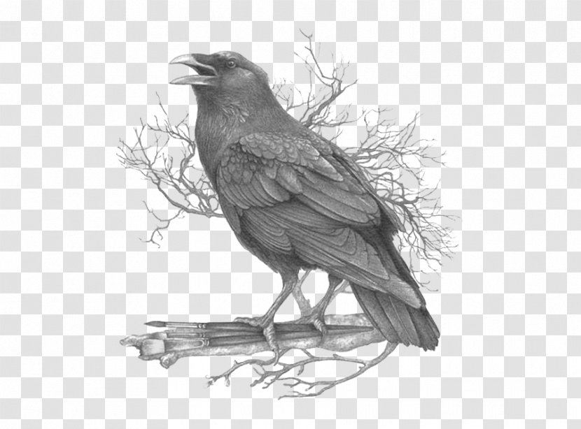 American Crow Common Raven Black And White Feather Drawing - Silhouette Transparent PNG