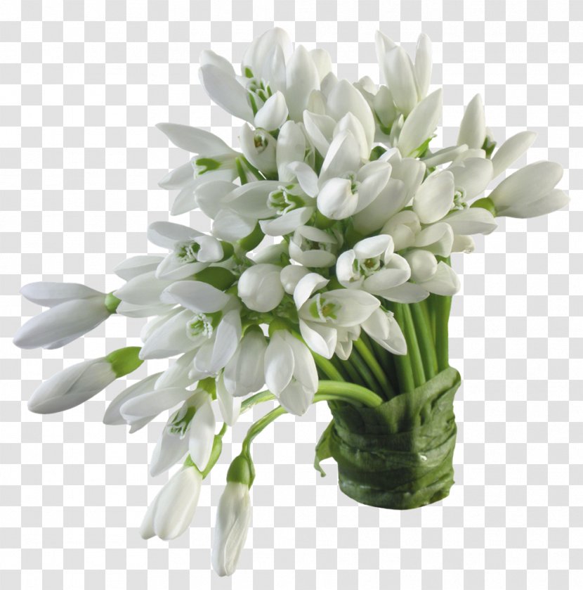 Snowdrop Flower Color Blossom White - Lily Transparent PNG