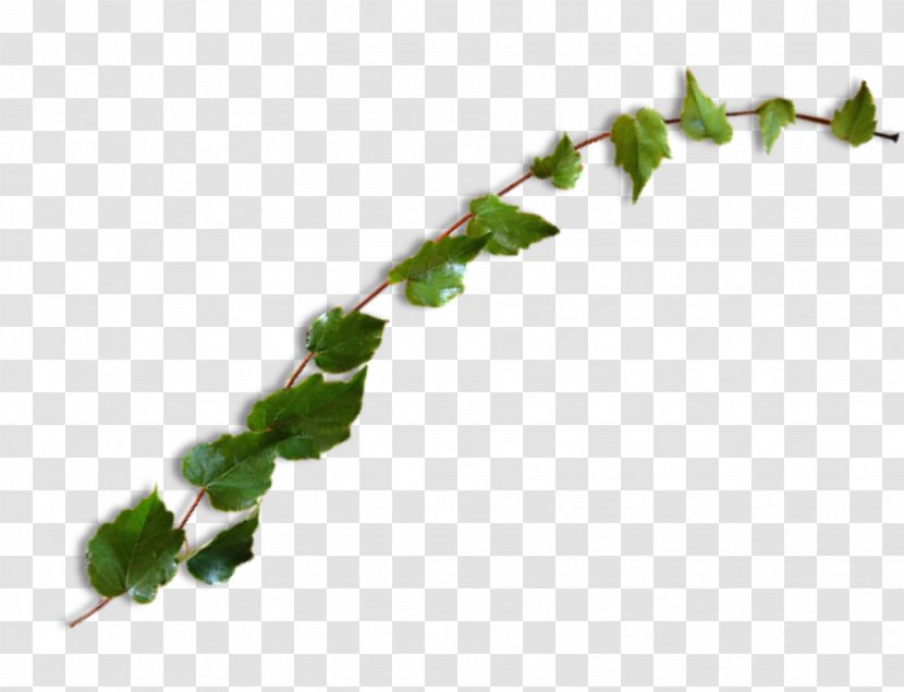 Green Leaf Background - Plant Stem - Twig Branch Transparent PNG