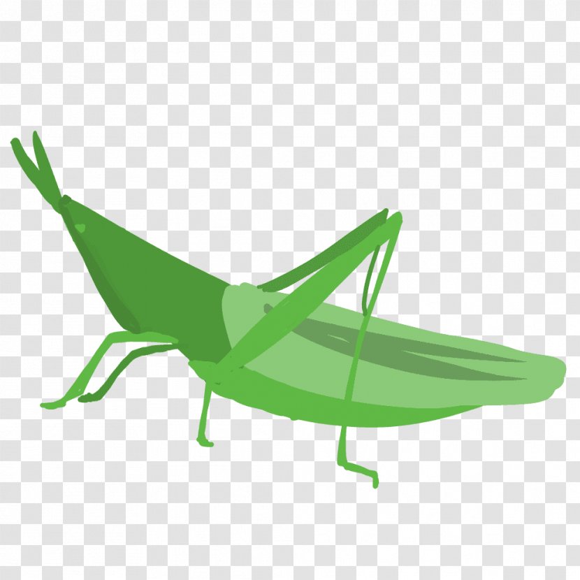Chinese Grasshopper Caelifera Locust - Litre Transparent PNG