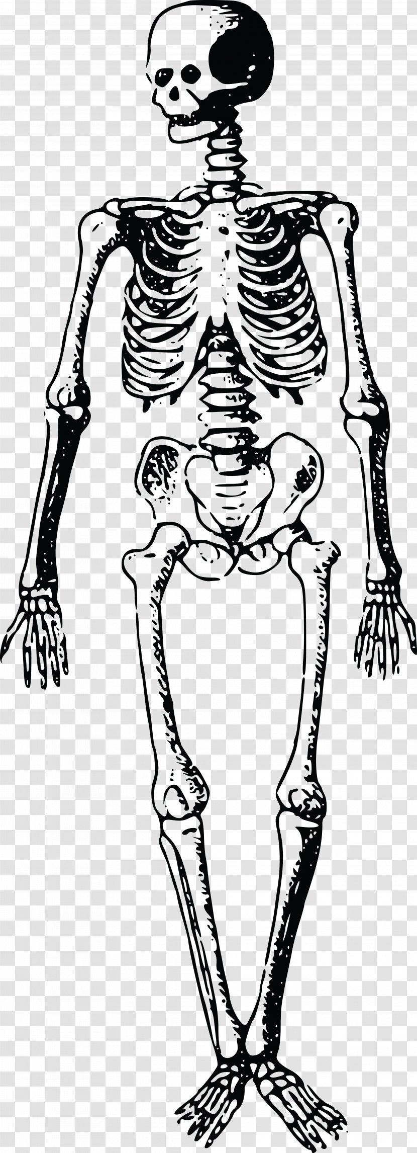 Skeleton Finger Bone Homo Sapiens - Heart - Skeletal Vector Transparent PNG
