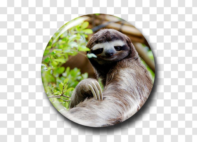 Brown-throated Sloth Koala Evolution Cat - Cartoon Transparent PNG