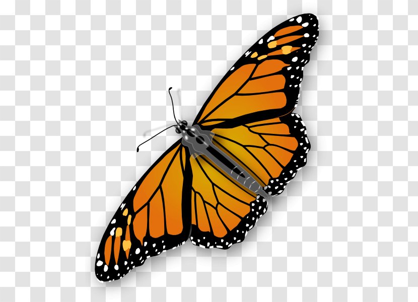 Butterfly Clip Art - Insect - Orange Image Butterflies Download Transparent PNG
