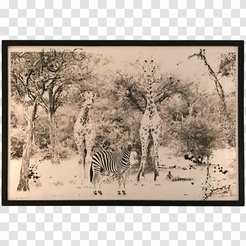 Giraffe Ecosystem Fauna Savanna Picture Frames - Mammal - African Landscape Transparent PNG