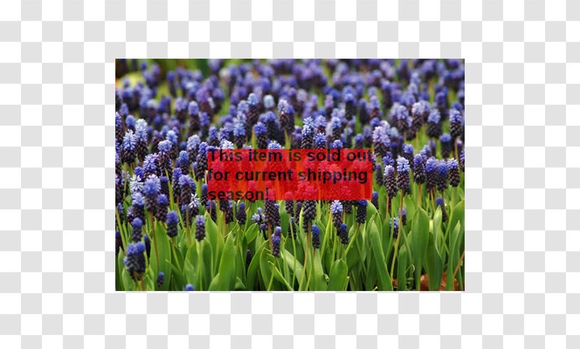 English Lavender Grape Hyacinth Bulb Plant Transparent PNG