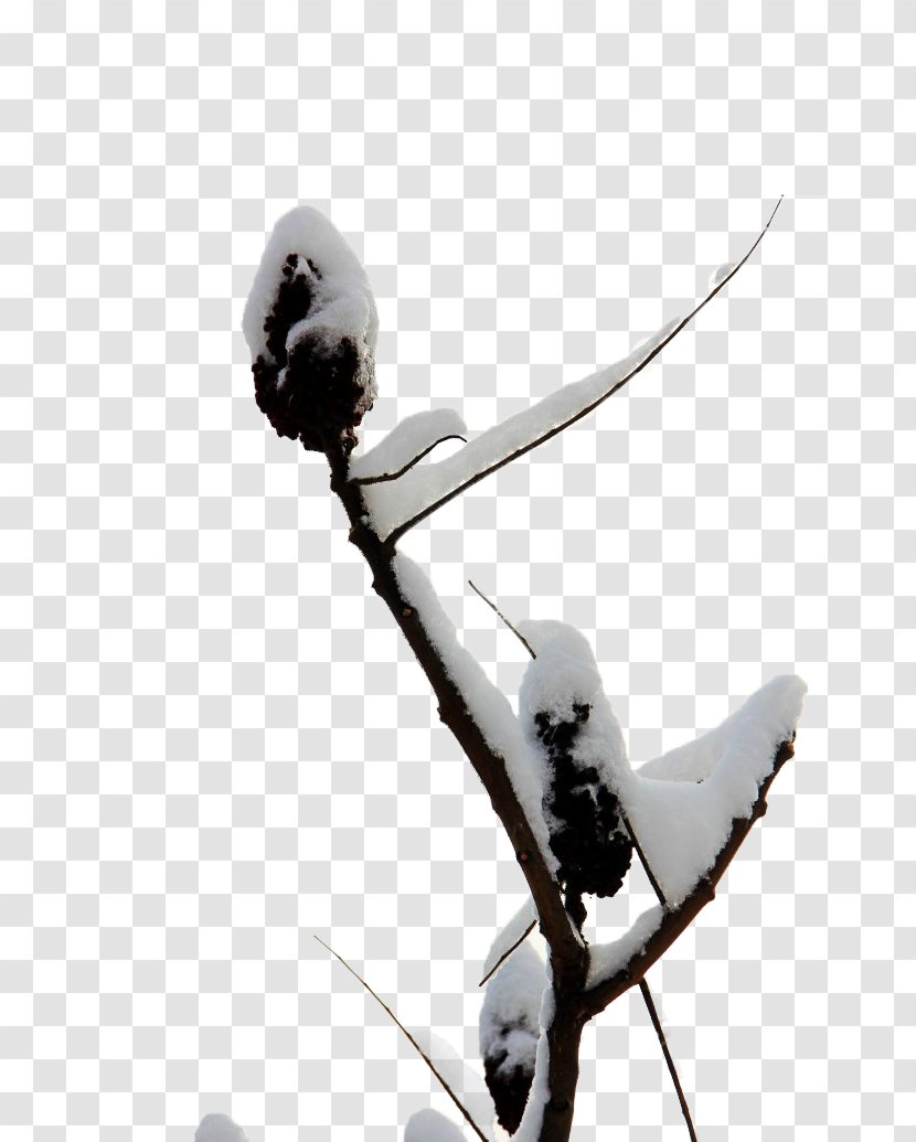 Snow - Wing - Tree Transparent PNG