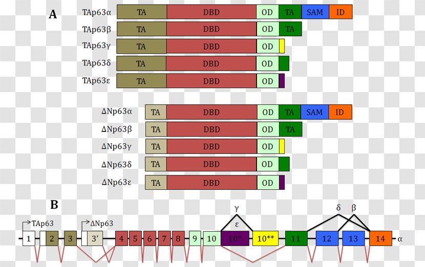 TP63 Gene Alternative Splicing RNA Protein - Variant Transparent PNG