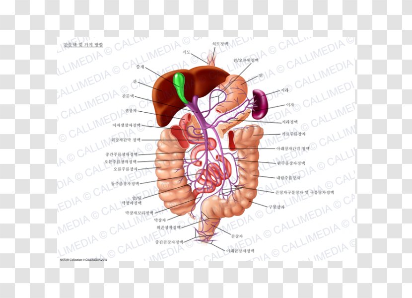 Portal Vein Hepatic Veins System Inferior Vena Cava - Heart - Tree Transparent PNG