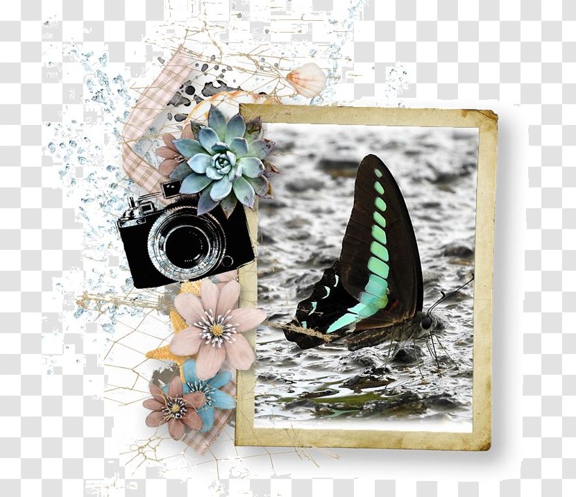 Picture Frames - Butterfly - Ear Of Rice Transparent PNG