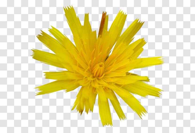 Dandelion - Petal - Flower Transparent PNG