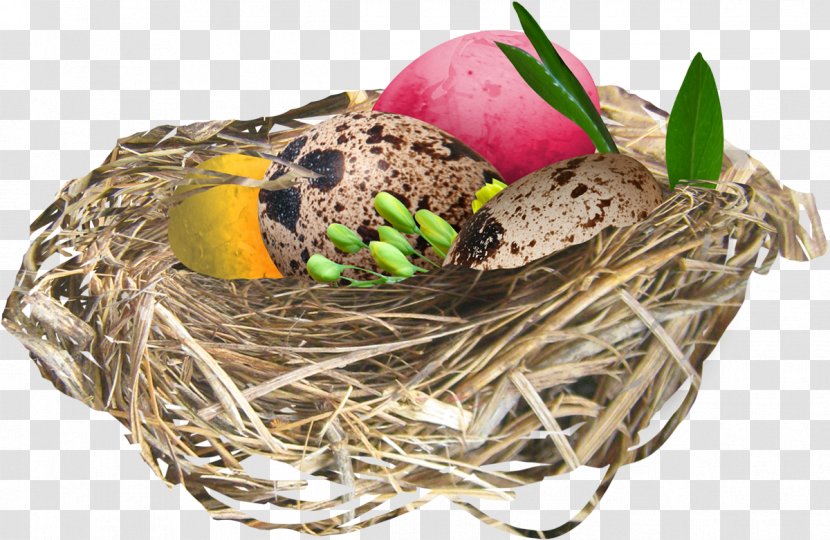 Bird Easter Egg Clip Art - Nest Transparent PNG
