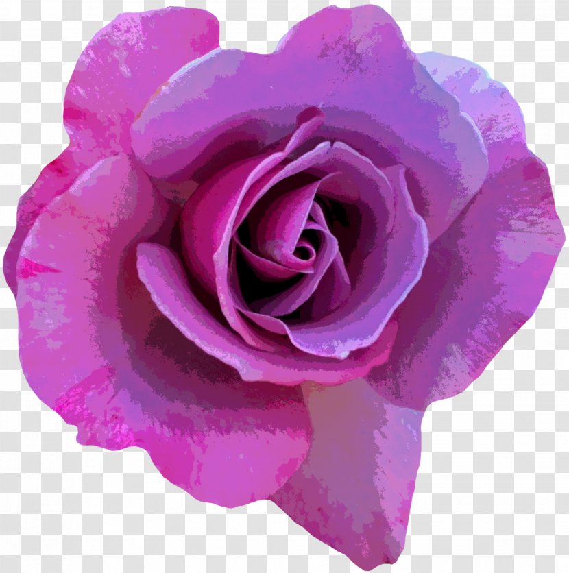 Rose Flower Photography Pink - Violet - Purple Transparent PNG