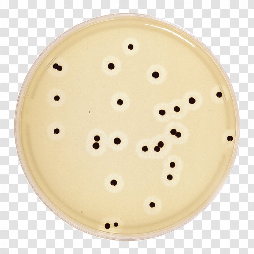 Agar Plate Mueller-Hinton Mannitol Salt Baird-Parker - Bacillus - Staph Bacteria Transparent PNG