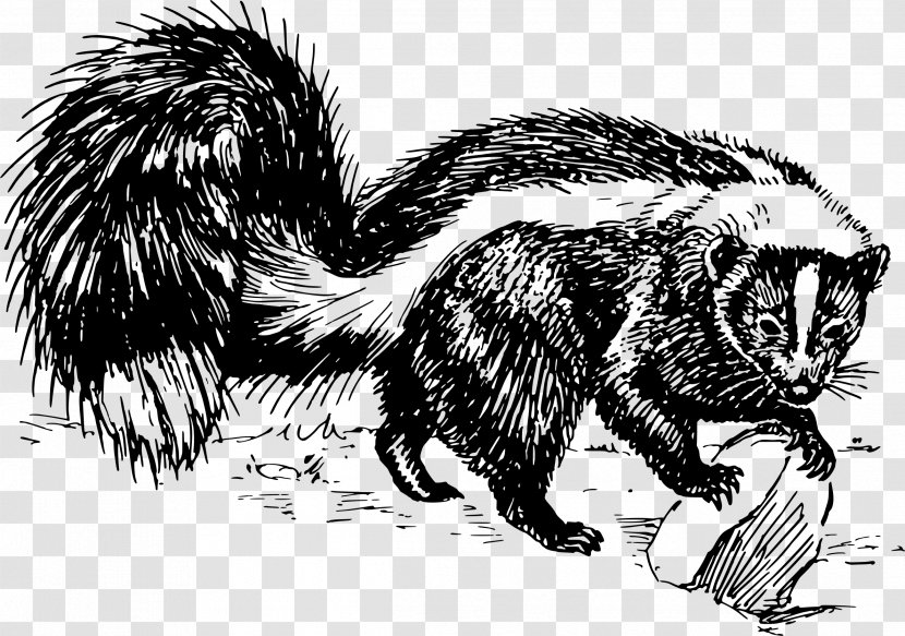 Drawing Skunk Black And White Clip Art - Striped Transparent PNG