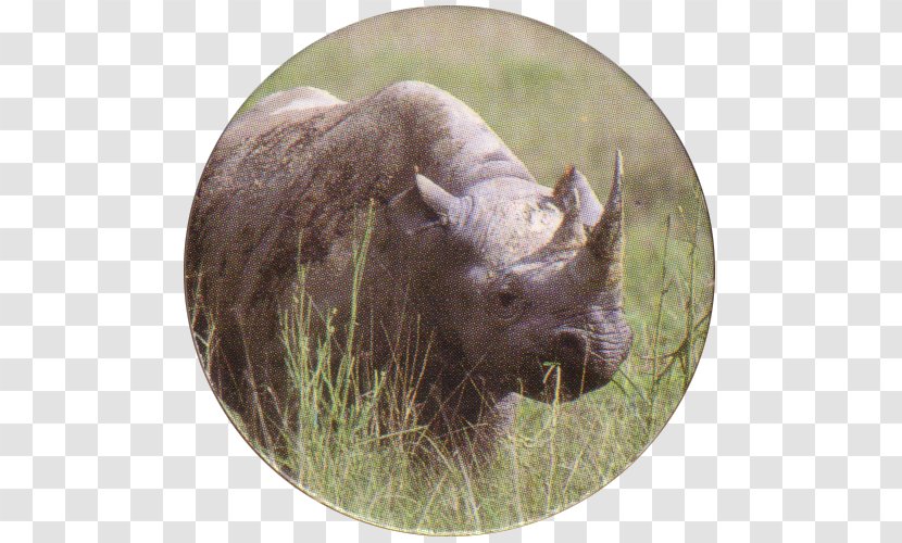 Bison Terrestrial Animal Snout Wildlife Grazing Transparent PNG