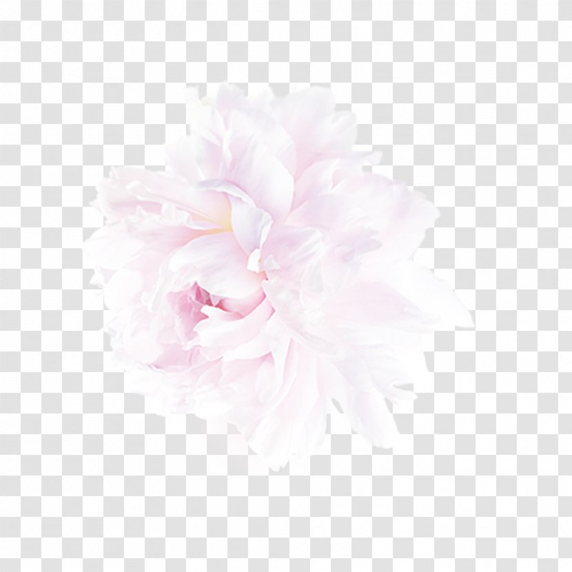 Peony Petal - Pale Pink Rose Free To Pull The Material Transparent PNG