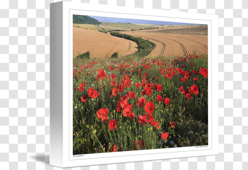 Common Poppy Flowering Plant Meadow - Field Transparent PNG