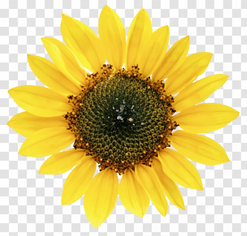 Clip Art Image Transparency Openclipart - Sunflower - Creame Frame Transparent PNG