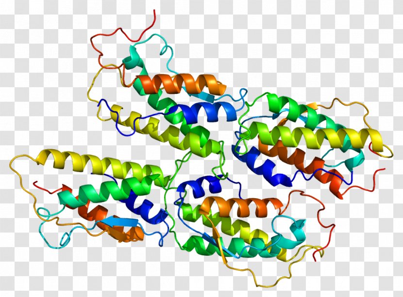 Stem Cell Factor CD117 Haematopoiesis Cytokine Growth - Cancer Germ Map Transparent PNG