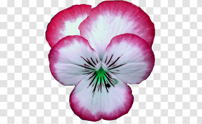 Pansy Crane's-bill Annual Plant Magenta Family Transparent PNG