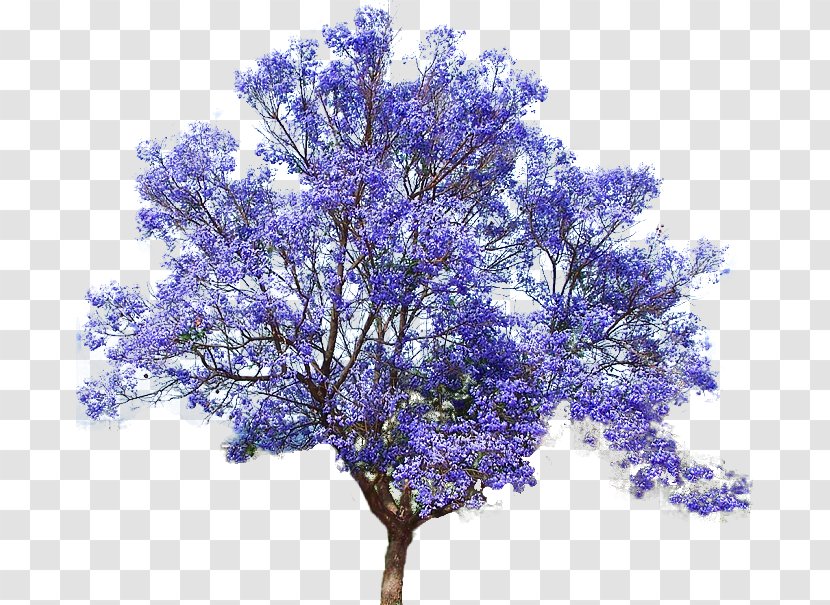 Jacaranda Mimosifolia Empress Tree Seed Bonsai - Flower Transparent PNG