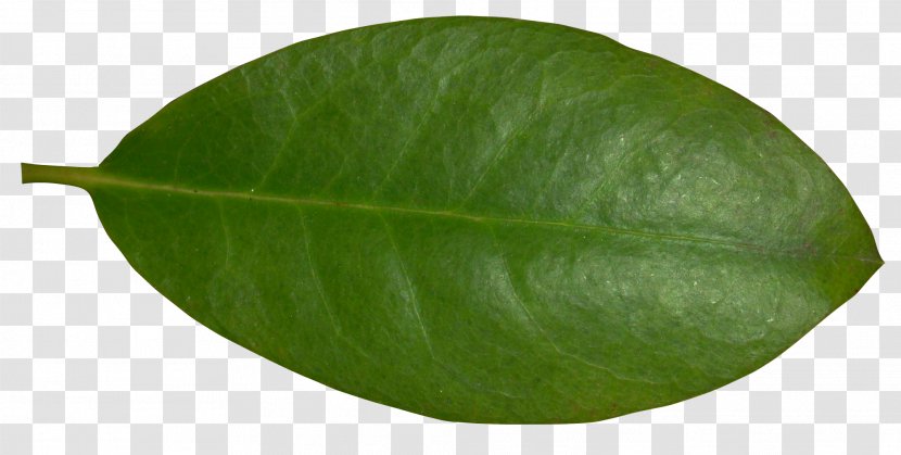 Plant Leaf Transparent PNG