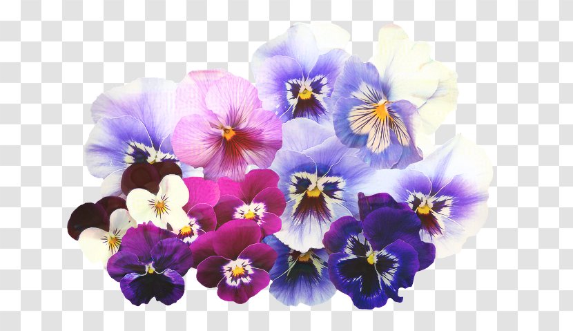 Flower Painting - Purple - Violet Family Viola Transparent PNG