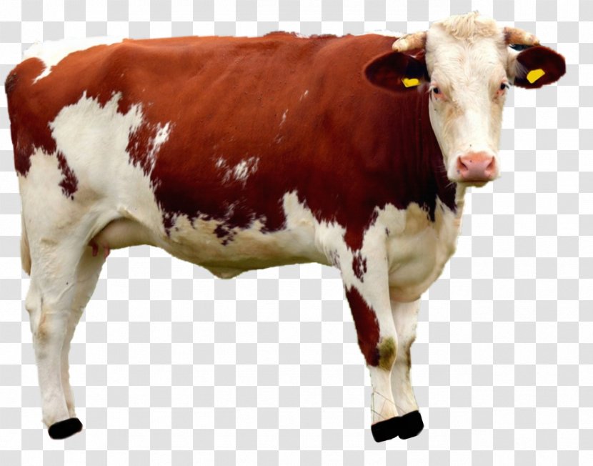 Guernsey Cattle Livestock Cow Dairy Farming - Clarabelle Transparent PNG