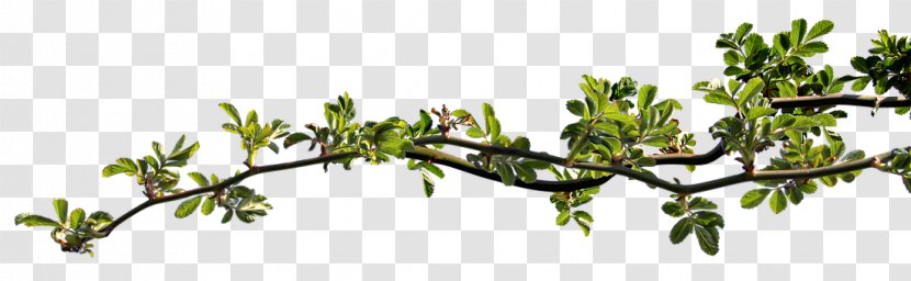 Twig Leaf Branch Rosier-feuilles - Rose Transparent PNG