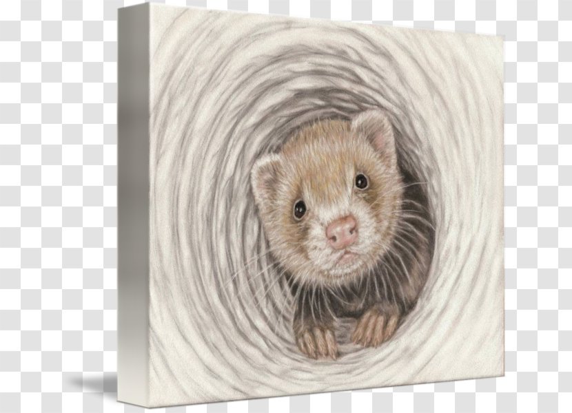 Ferret Stoat Mink Least Weasel Pet - Mustelinae Transparent PNG
