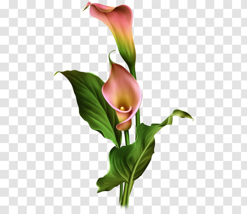 Arum Lilies Flower Arum-lily - Hand-painted Calla Lily Flowers Transparent PNG