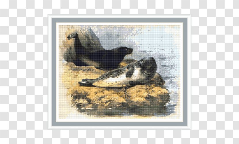 Duck Harbor Seal Painting Fauna Pinniped - Ducks Geese And Swans Transparent PNG