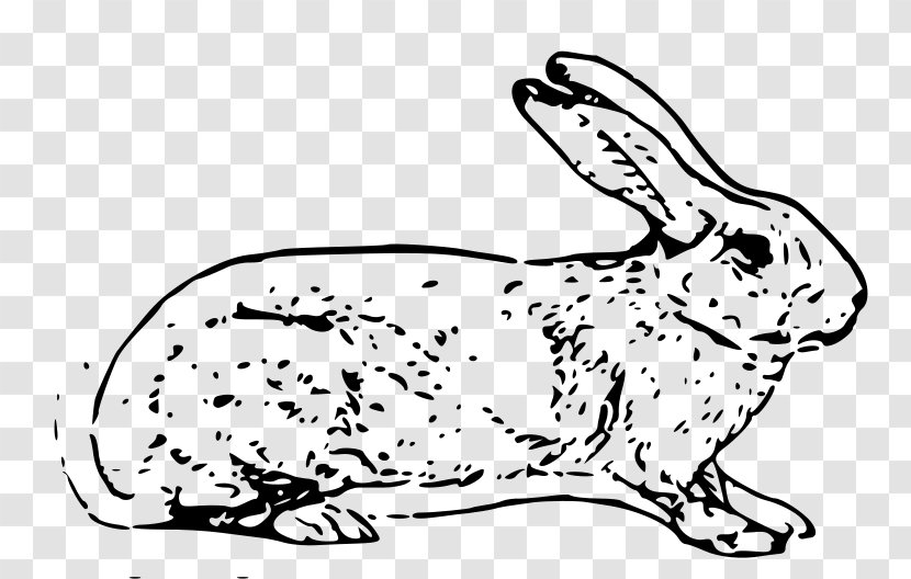 European Rabbit Hare Easter Bunny - Tail Transparent PNG